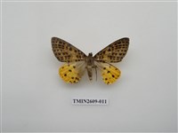 藏品(尺蛾124)的圖片